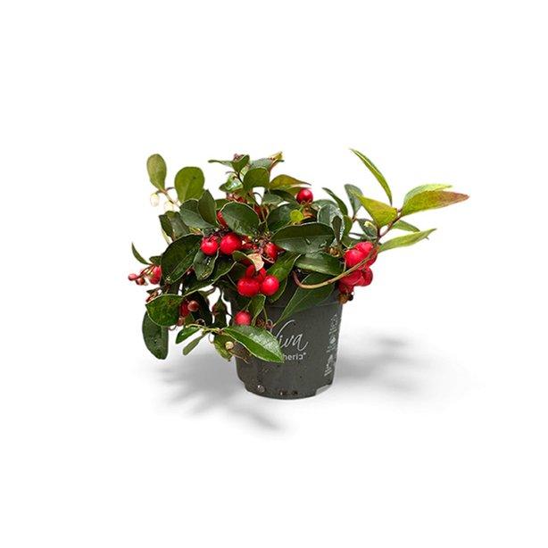 Christmas Plants